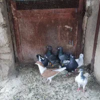 8عدد کبوتر ماده