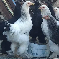 نیمچه برهما