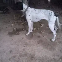 توله مخصوص دمبلان(ترافل)|سگ|گلی داغ, |دیوار