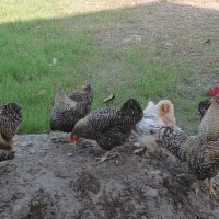 مرغ و خروس آمروک|حیوانات مزرعه|رشت, حومه رشت|دیوار