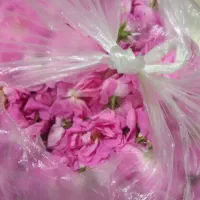 گل محمدی کیلو صدوهفتاد تومان