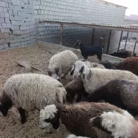 فروش بره و کهره
