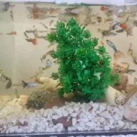 ماهی گپی،سواتل،گلدفیش،پلاتی،مولی