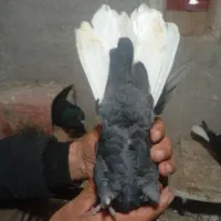 کبوتر|پرنده|مرودشت, دولت آباد|دیوار