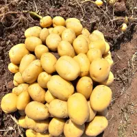 سیب زمینی بذری استان همدان