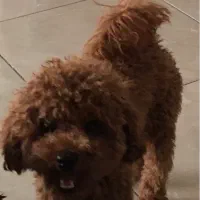 جفتگیری‌سگ‌نر‌پودل‌سرخ‌جفتیابی