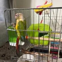 طوطی گرینچیک اناناسی