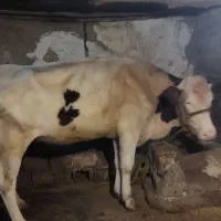 گاو ماده