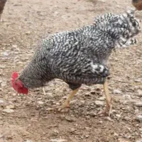 خروس چاق|حیوانات مزرعه|اسفراین, |دیوار