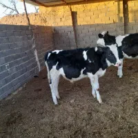 یگ عدد گوساله نر|حیوانات مزرعه|تربت جام, میان جام|دیوار