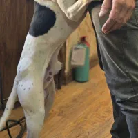 سگ شکاری گمشده|حیوانات|باسمنج, |دیوار