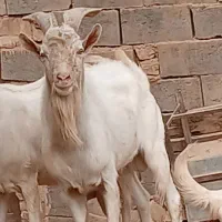 چپیش سانن