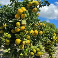 نهال ژنتیکی مرکبات|خدمات باغبانی و درختکاری|بهبهان, |دیوار