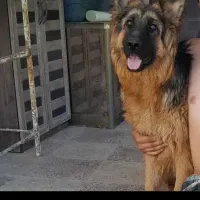 سگ ماده ژرمن شیپرت