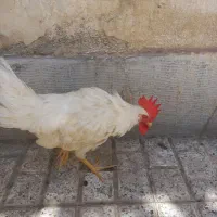 خروس
