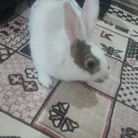 خرگوش خانگی