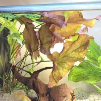 نیلوفر تایگر ، گرین اسکات