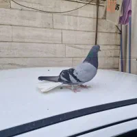 نر سبز دم سفید