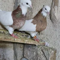 13عدد رنگه آس جفتگاه و پرش|پرنده|تربتحیدریه, فردوسی جنوبی|دیوار