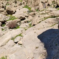 عیدی عیدی *بلو بانک*