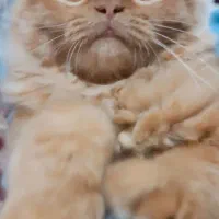 پرشین طلایی