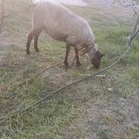 گوسفند  نژاد رومانف