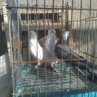 کفتر پرشی|پرنده|قم, ناصردیوان|دیوار