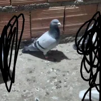 کبوتر مسافتی|پرنده|گنبد کاووس, |دیوار