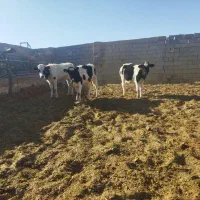 گوساله ماده|حیوانات مزرعه|برخوار, |دیوار