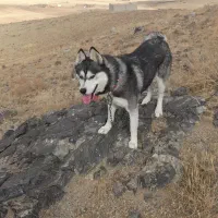 سگ هاسکی|سگ|بهار, |دیوار