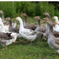 تعدادی غاز بفروش می رسد