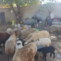 گوسفند(میش وبره)درخرم آباد