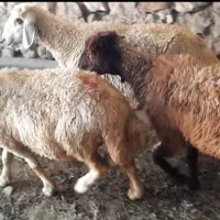 میش جوان