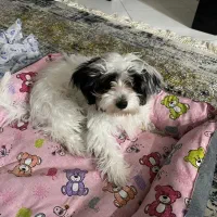 پودل کراس کوچولو|سگ|طرقبه, |دیوار