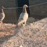 سار شکلاتی
