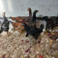 فریح وخروس