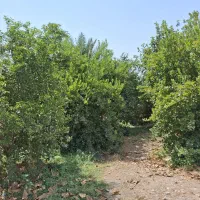 فروش باغ ویلا|فروش خانه و ویلا|رودان, |دیوار