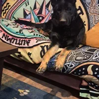 ژرمن ورک ماده دوساله