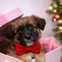 واگذاری سگ اشپیتز