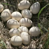 تخم بوقلمون