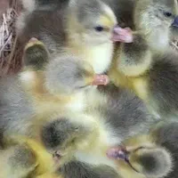 جوجه غاز 7روزه