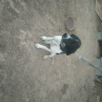 واگذاری سگ دمبلان یاب حرفه ای|سگ|گلی داغ, |دیوار