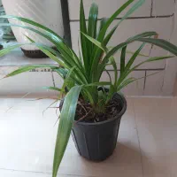 گل طبیعی|گل و گیاه طبیعی|فسا, |دیوار