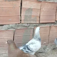 کفتر|پرنده|کرمان, |دیوار