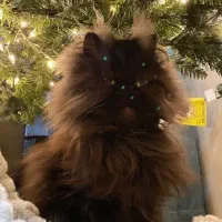 گربه اسکاتیش