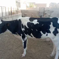 گاوه شیری خشک