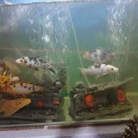 ماهی کوی|ماهی|چهاردانگه (تهران), |دیوار