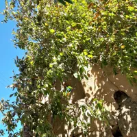 گردو تکان پاک تکان