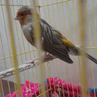 قناری ماده اماده