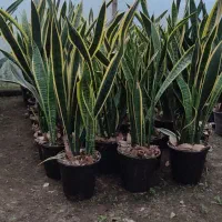 سانس پتوس زاموفیلیا لیندا شفلرا